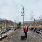 Brestovec južný (Celtis australis) - výška 380-400 cm, obvod kmeňa 14/16 cm, kont. C70L